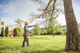 Dagsboro, DE Tree Services Company