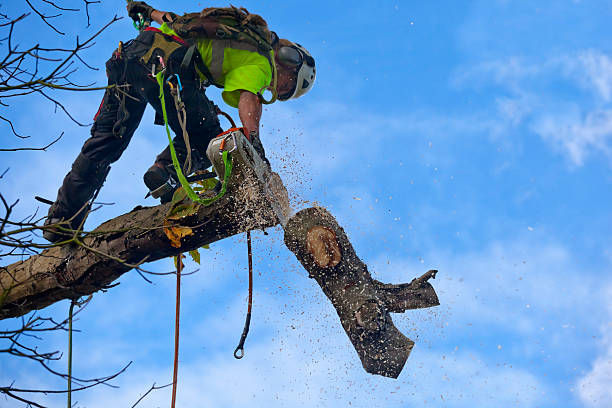 Soil Testing and Treatment in Dagsboro, DE